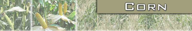 sunstar graphic image