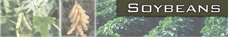 sunstar graphic image