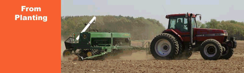 sunstar graphic image