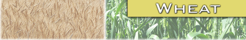 sunstar graphic image